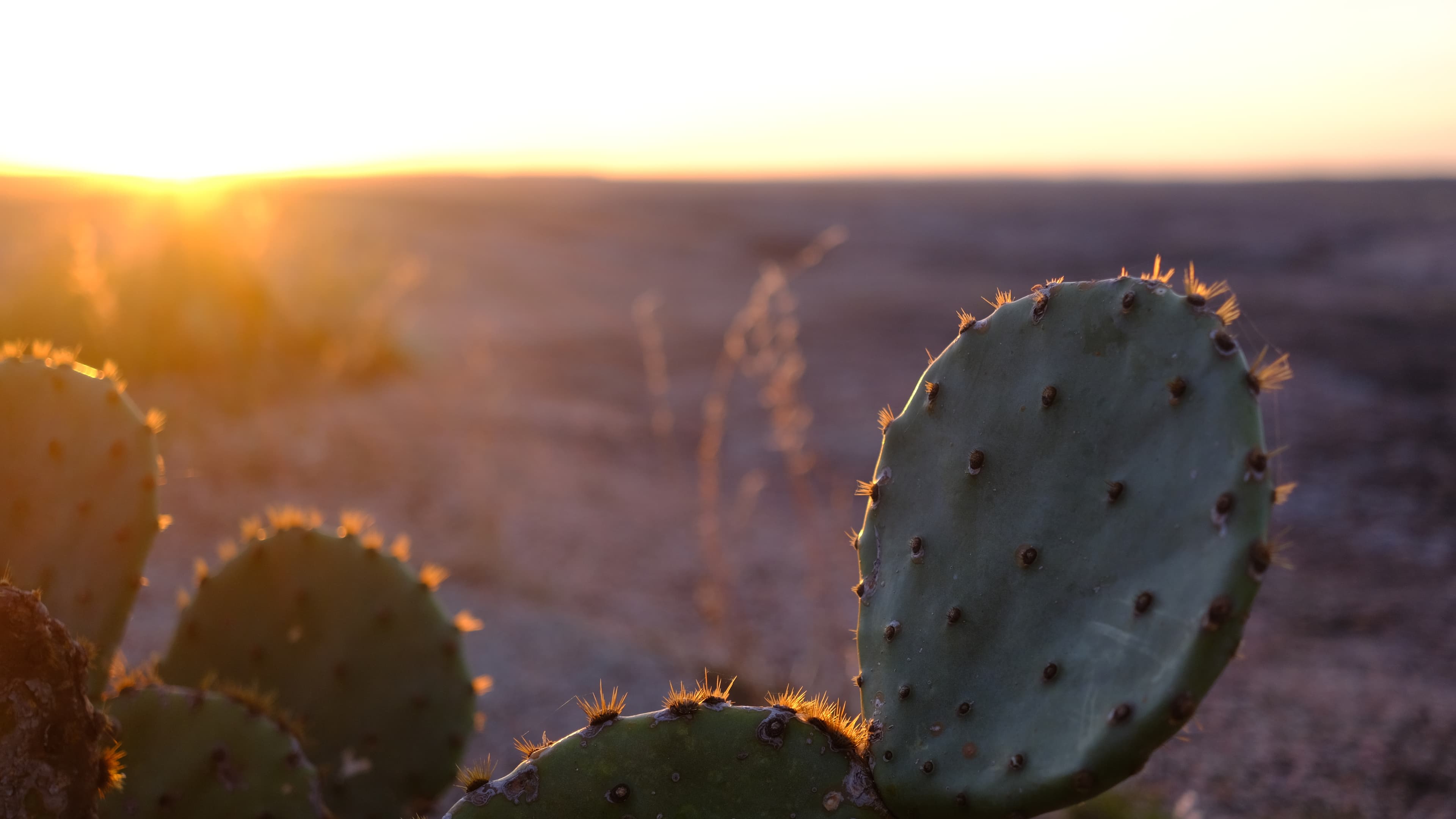 Cactus